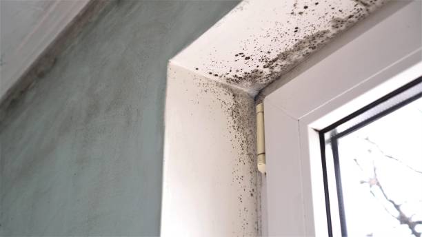 Mold Documentation for Insurance Claims in Tatamy, PA