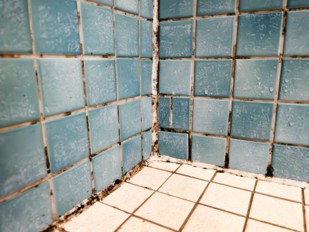 Best Real Estate Mold Inspection  in Tatamy, PA
