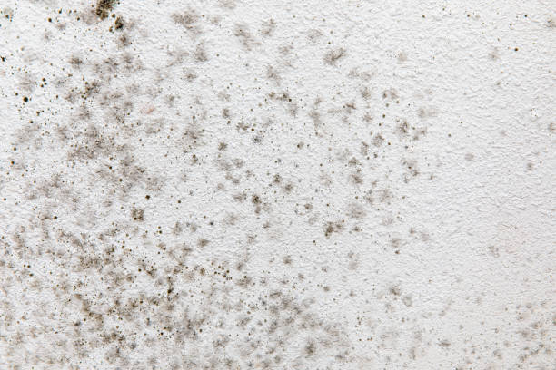 Best Mold-Related Health Consultation  in Tatamy, PA