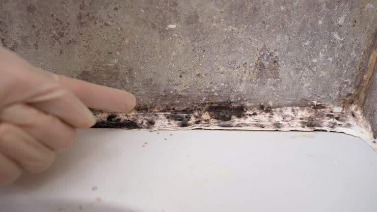 Professional Mold Removal in Tatamy, PA